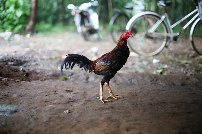 Cách Nuôi Gà Chọi - Bí Quyết Để Có Chiến Kê Khỏe Mạnh
