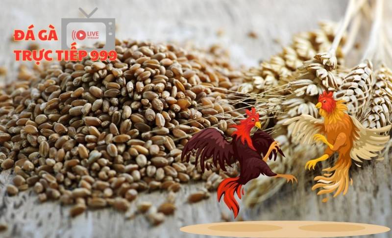 Thực Phẩm Cho Gà Chọi Giúp Gà Tăng Cân, Khỏe Mạnh